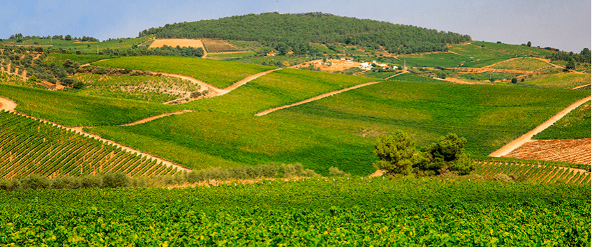 Do not miss the best wine tourism visits in the Douro region