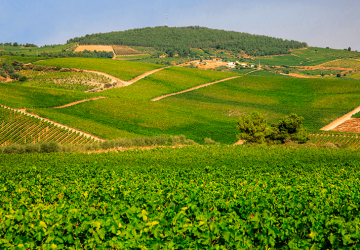 Do not miss the best wine tourism visits in the Douro region