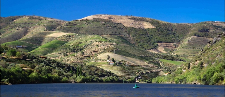 1-day Douro cruise - Porto-Régua-Porto downstream