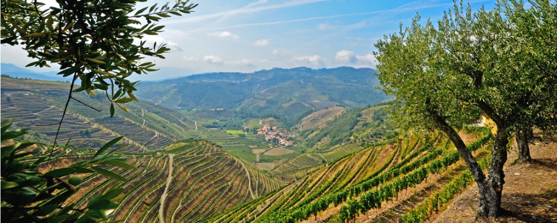 pure-and-deep-douro-flavor-the-enchanting-and-beauty-of-port-wine